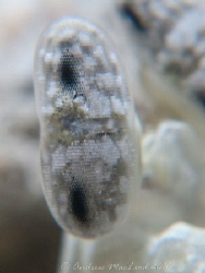 white mantis Shrimp eye by Andrew Macleod 